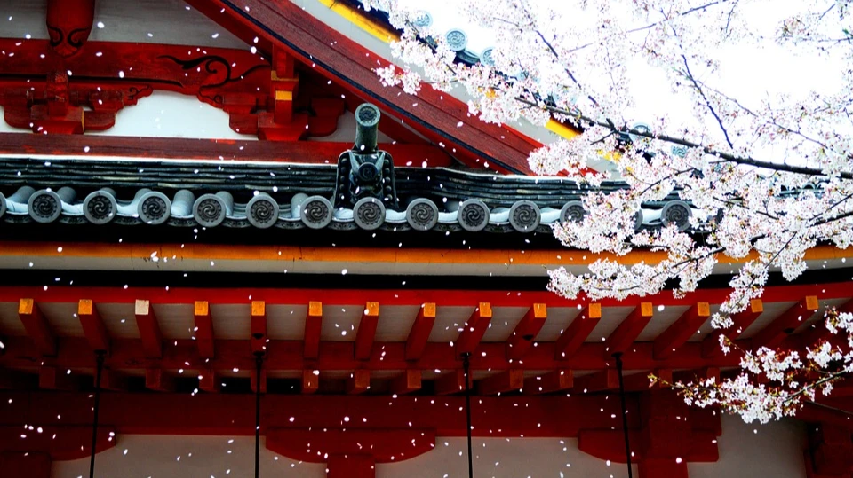 27 марта: Праздник цветения сакуры - Япония. Фото: pixabay.com