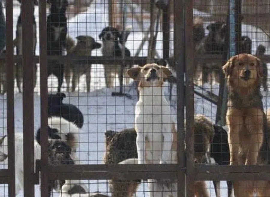 Свердловской губернатор приказал выловить всех бродячих собак в регионе. На кормежку псов в приютах направят отходы общепита