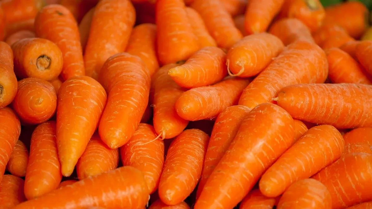 Удачные дни для посадки моркови по лунному календарю в мае и июне 2022 года – что учесть