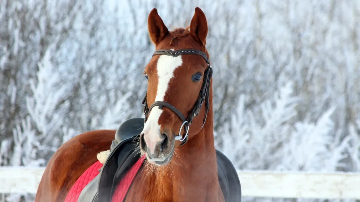 Предстоящий год будет посвящен строптивому коню. Фото: pxhere.com