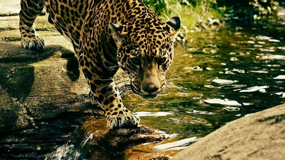 11 июня отмечается Всемирный день ягуара. Фото: piqsels.com