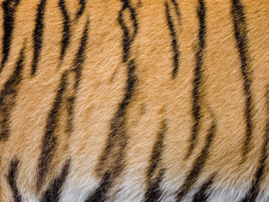 Тигр-2022 обожает оранжевый цвет: какие яркие продукты включить в новогоднее меню 31декабря