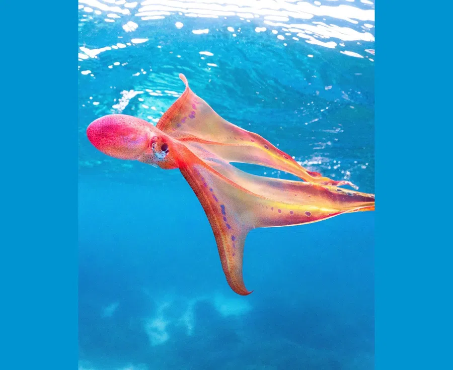 Редкий радужный осьминог-одеяло был замечен у Большого Барьерного рифа