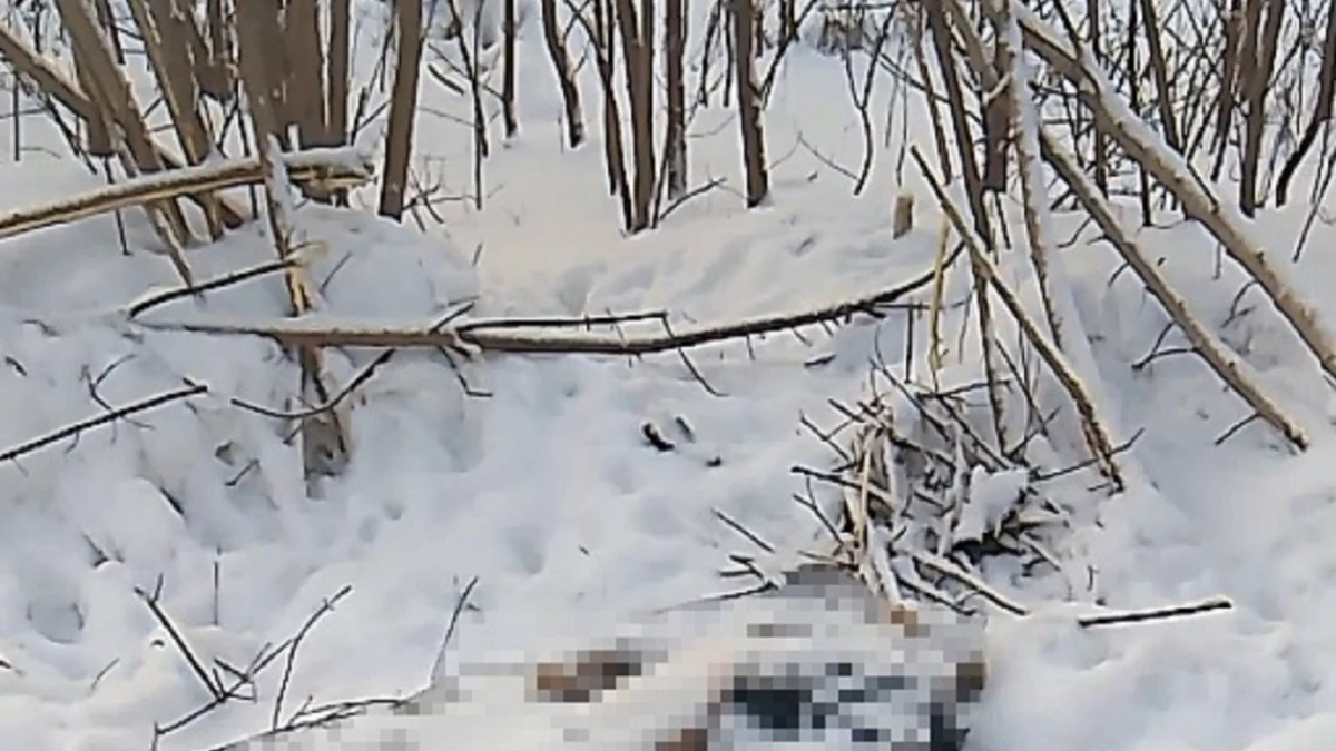В Новосибирске обнаружили труп замерзшего пенсионера