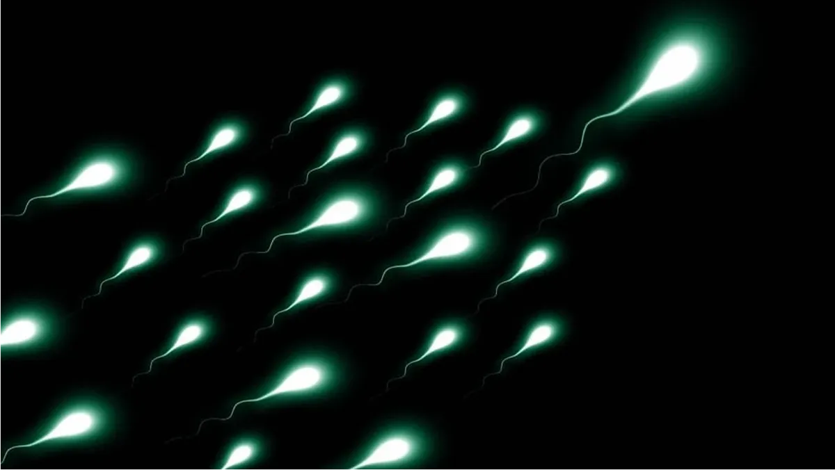 Количество сперматозоидов у мужчин уменьшилось на 50 процентов за 50 лет: данные нового исследования 