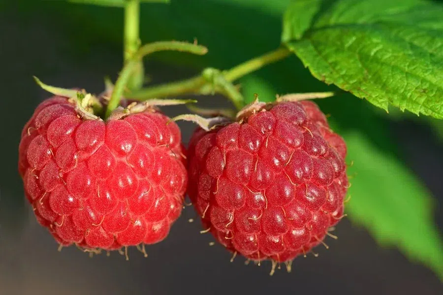 Чем подкормить малину во время завязи ягоды и после сбора урожая?