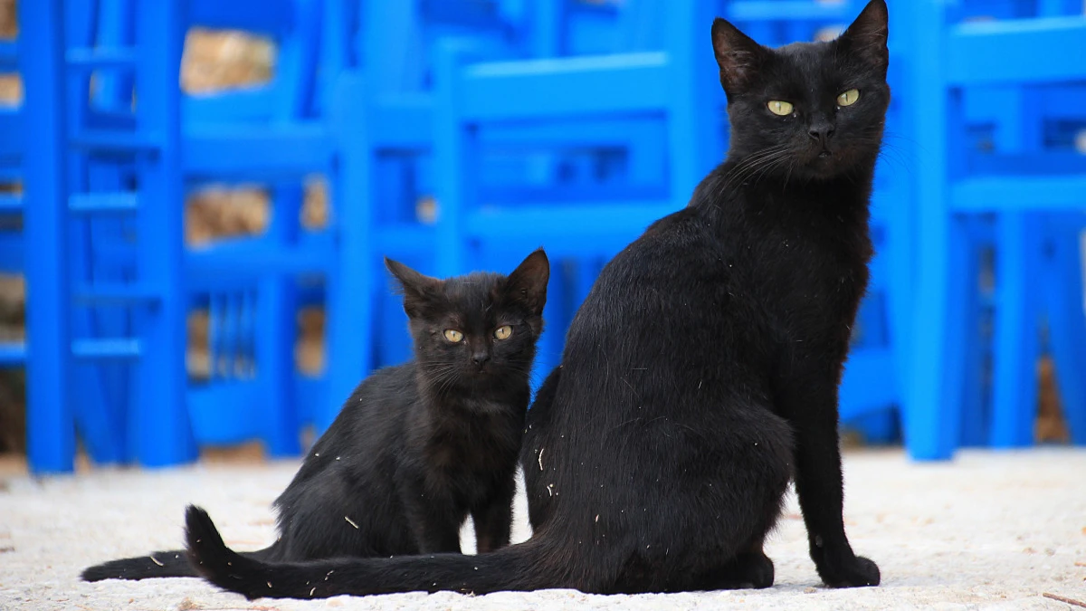 День защиты чёрных котов и кошек. Фото: pxhere.com