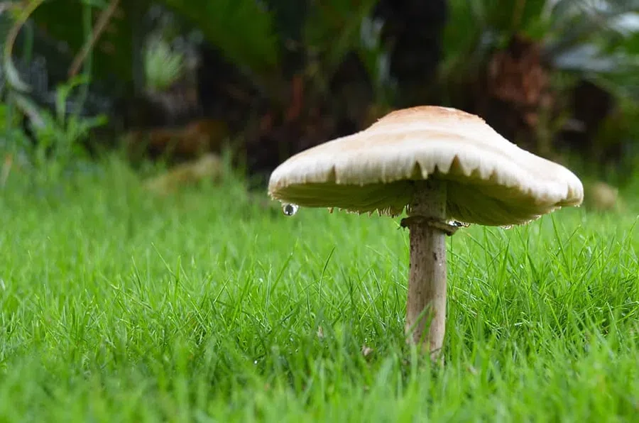 Как избавиться от грибов в саду: есть ли от них польза?