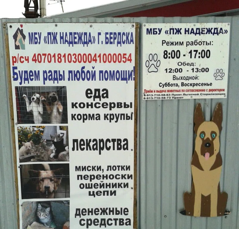 В Бердске начался суд над главным бухгалтером собачьего приюта «Надежда» за мошенничество с 1 млн рублей
