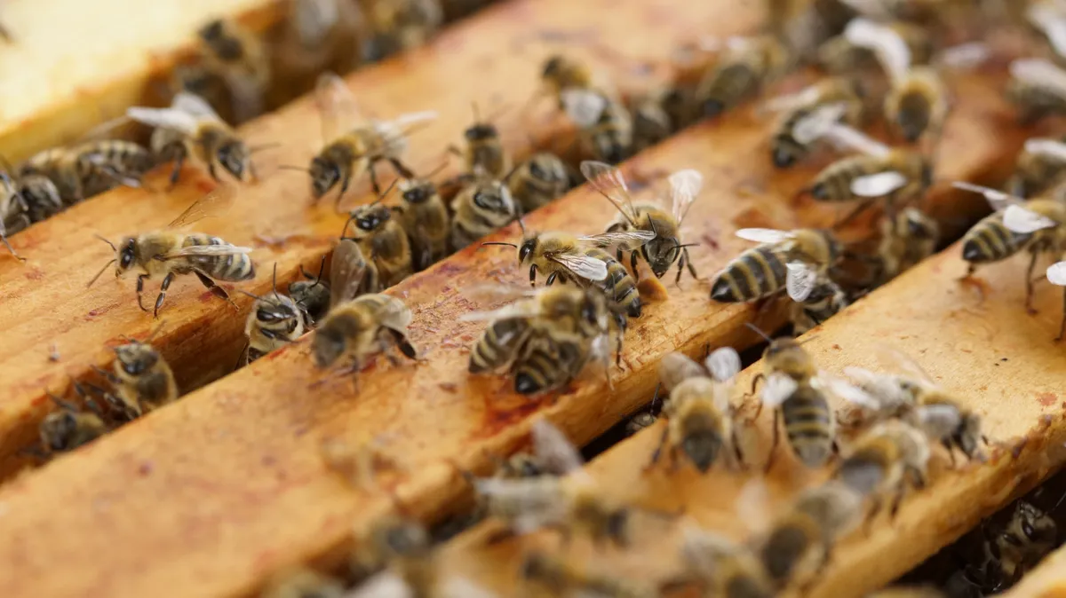 В Подмосковье пчелы зажалили насмерть пасечника