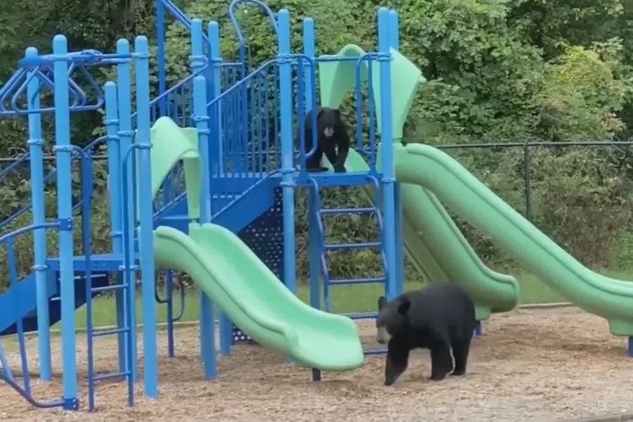 Учитель сняла на видео играющих на детской горке диких медведицу и медвежонка