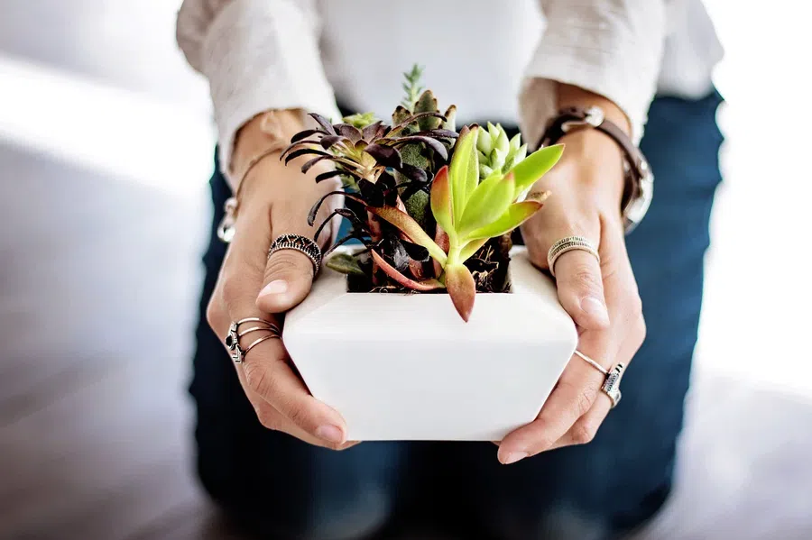 День благодарности комнатным растениям - 10 января. Фото: Pixabay.com