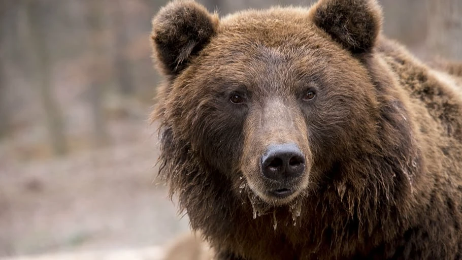 На Урале 71-летний грибник сразился с медведем и выжил. После кровавой схватки пенсионер потерял ухо. Фото героя