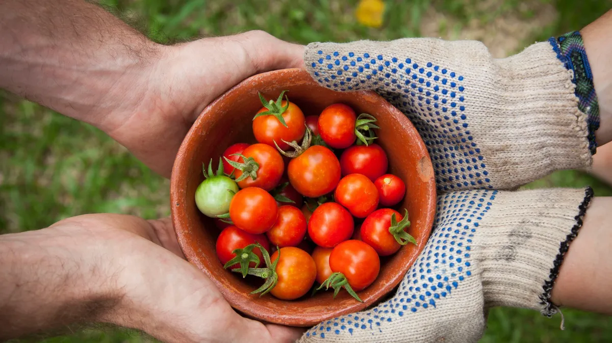 Чем подкормить томаты, огурцы, перцы в конце июня и июле 2022. Чем подкормить клубнику после сбора урожая – лунный календарь подходящих дней