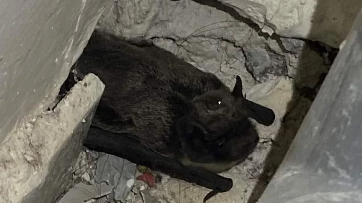 В Новосибирске летучая мышь прорыла нору под унитазом и пробралась в квартиру сибирячки. Чуть не цапнула хозяйку жилища за «мягкое место»
