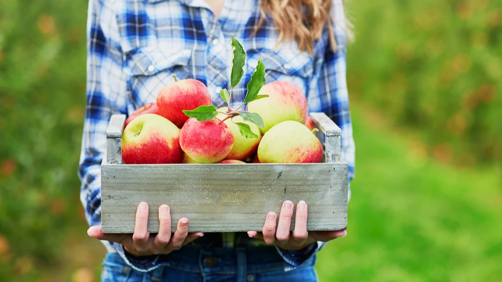 В этот день было принято собирать яблоки. Фото: pxhere.com