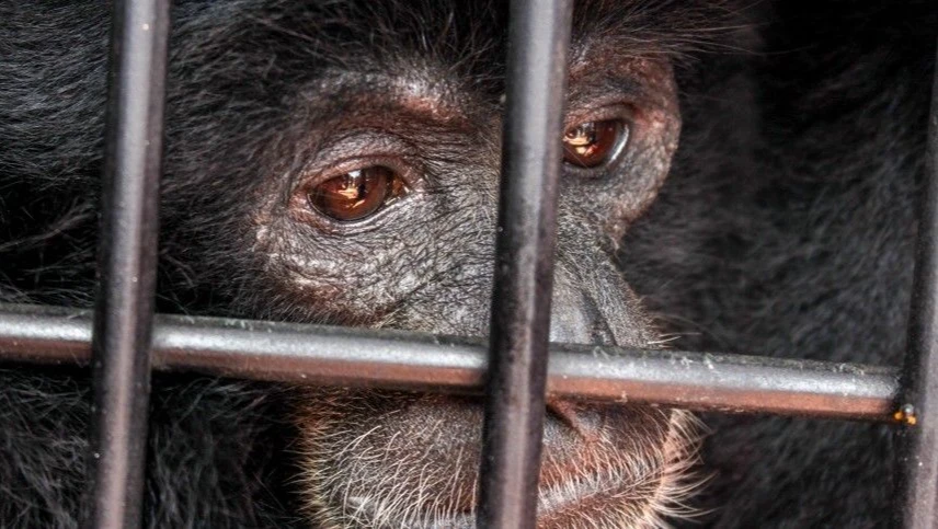 Минобороны России призвало ВОЗ проверить лаборатории США из-за распространения оспы обезьян